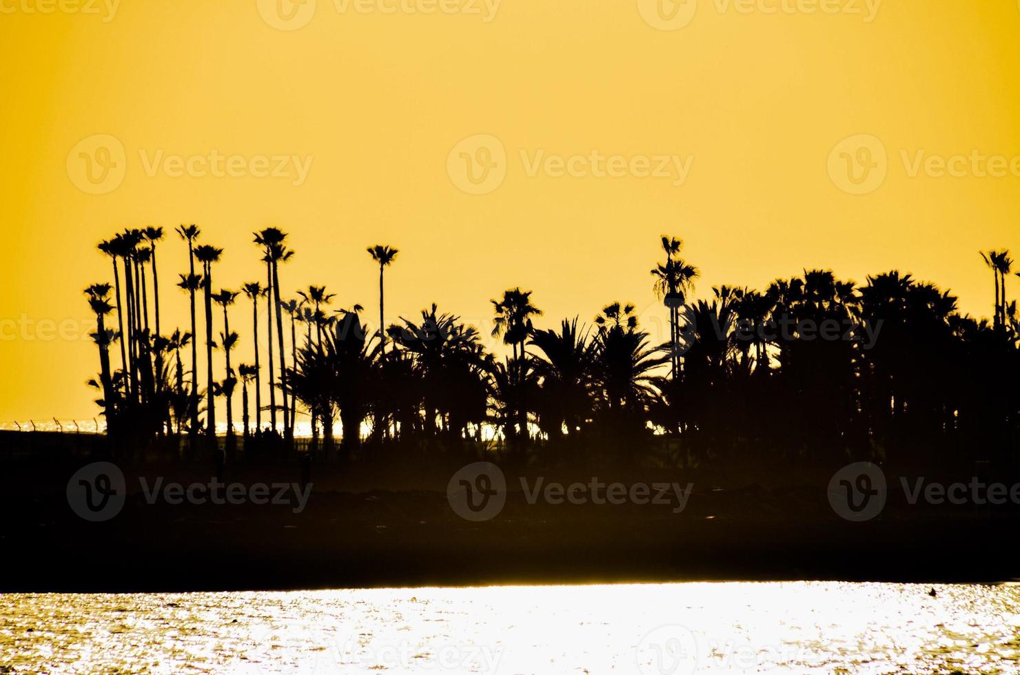 Sunset over the palm trees photo