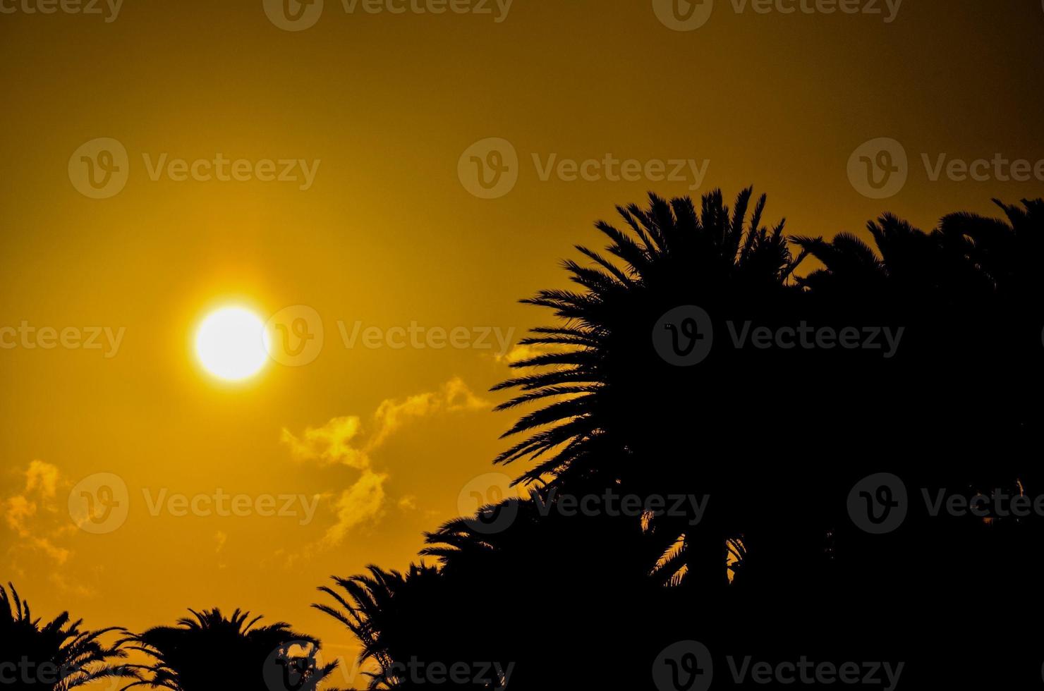 Sunset over the palm trees photo