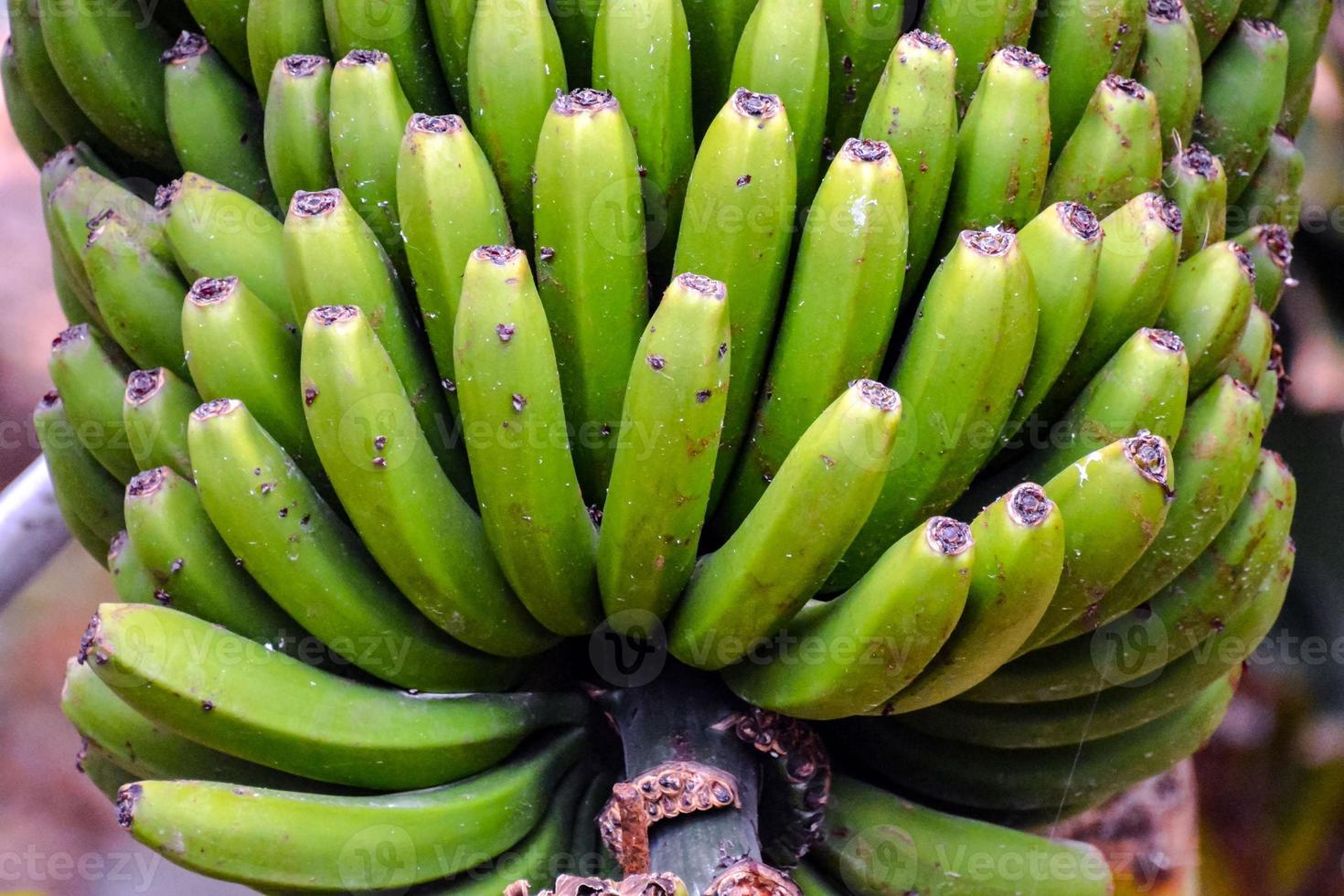 Bunch of bananas photo
