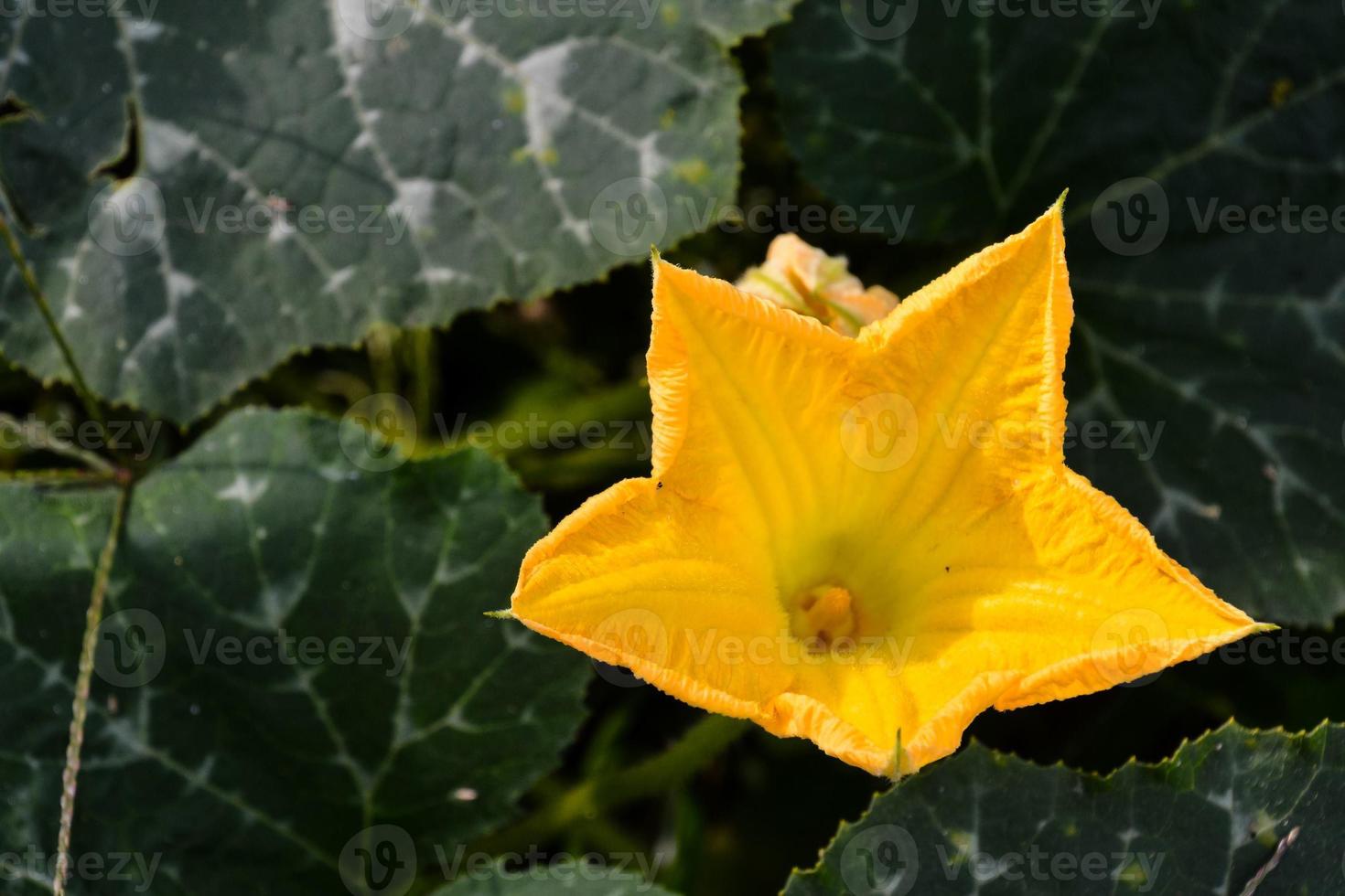 Yellow flower close up photo