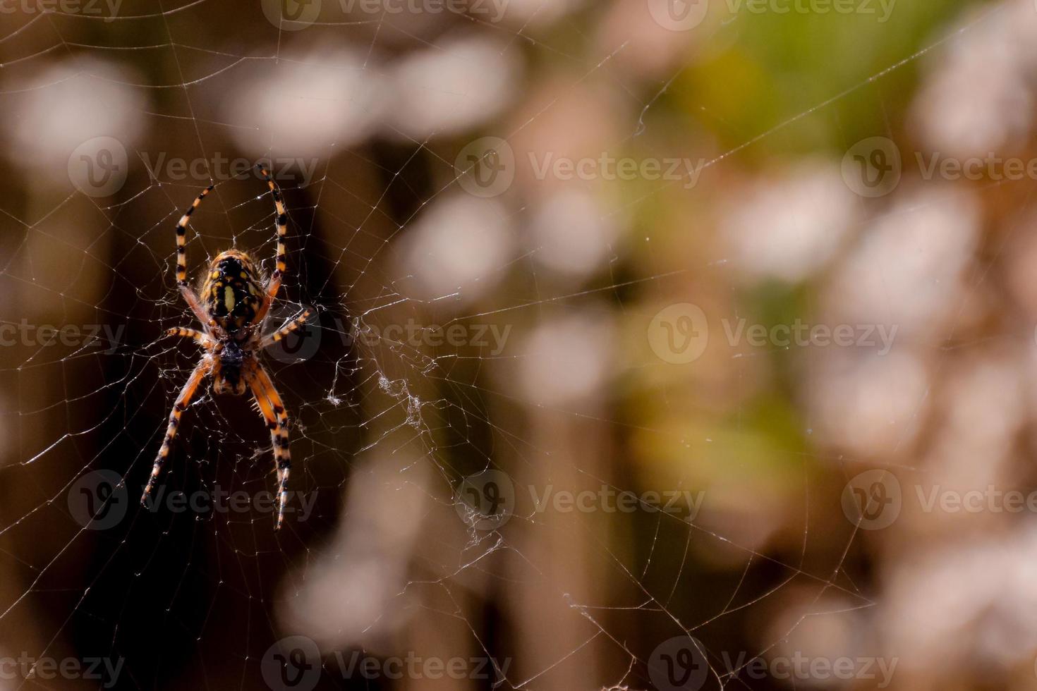 Spider in the web photo