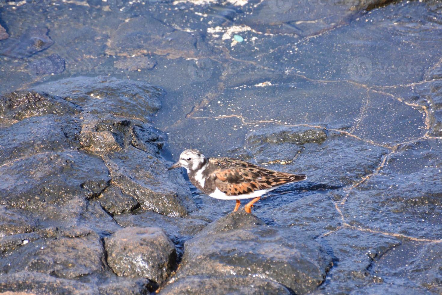 pájaro junto al mar foto