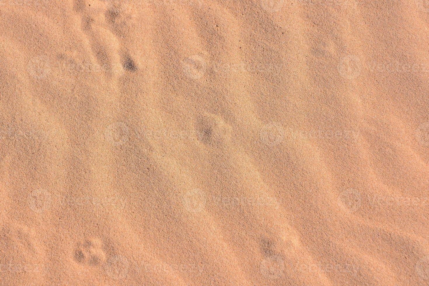 Animal footprints in the sand photo