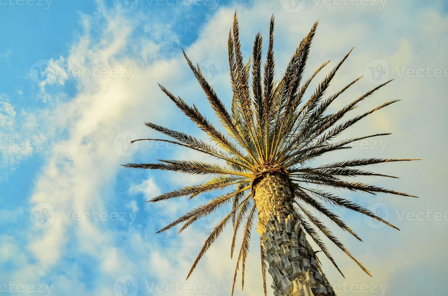 Palm tree in summer photo