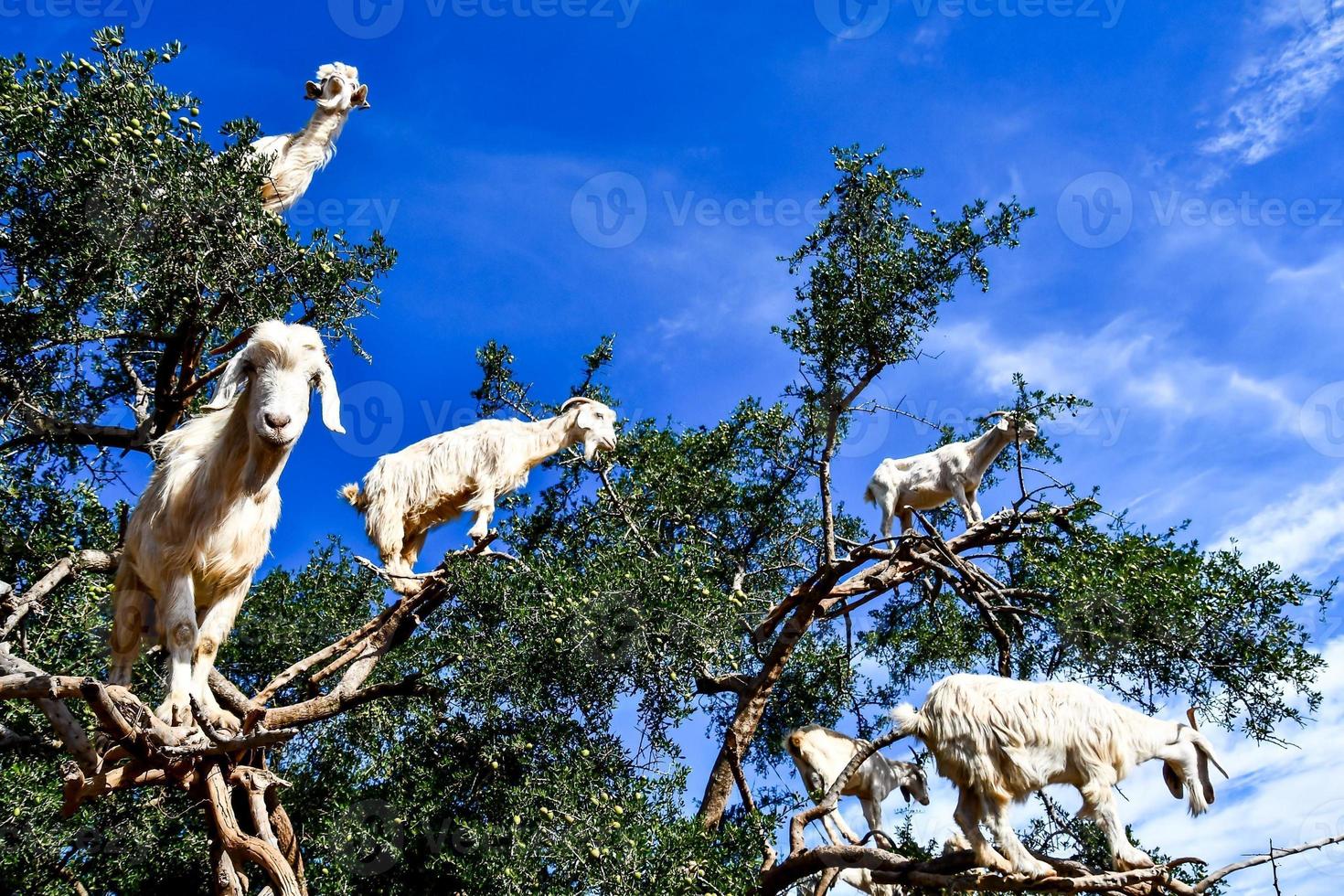 Goats on a tree in Morocco photo