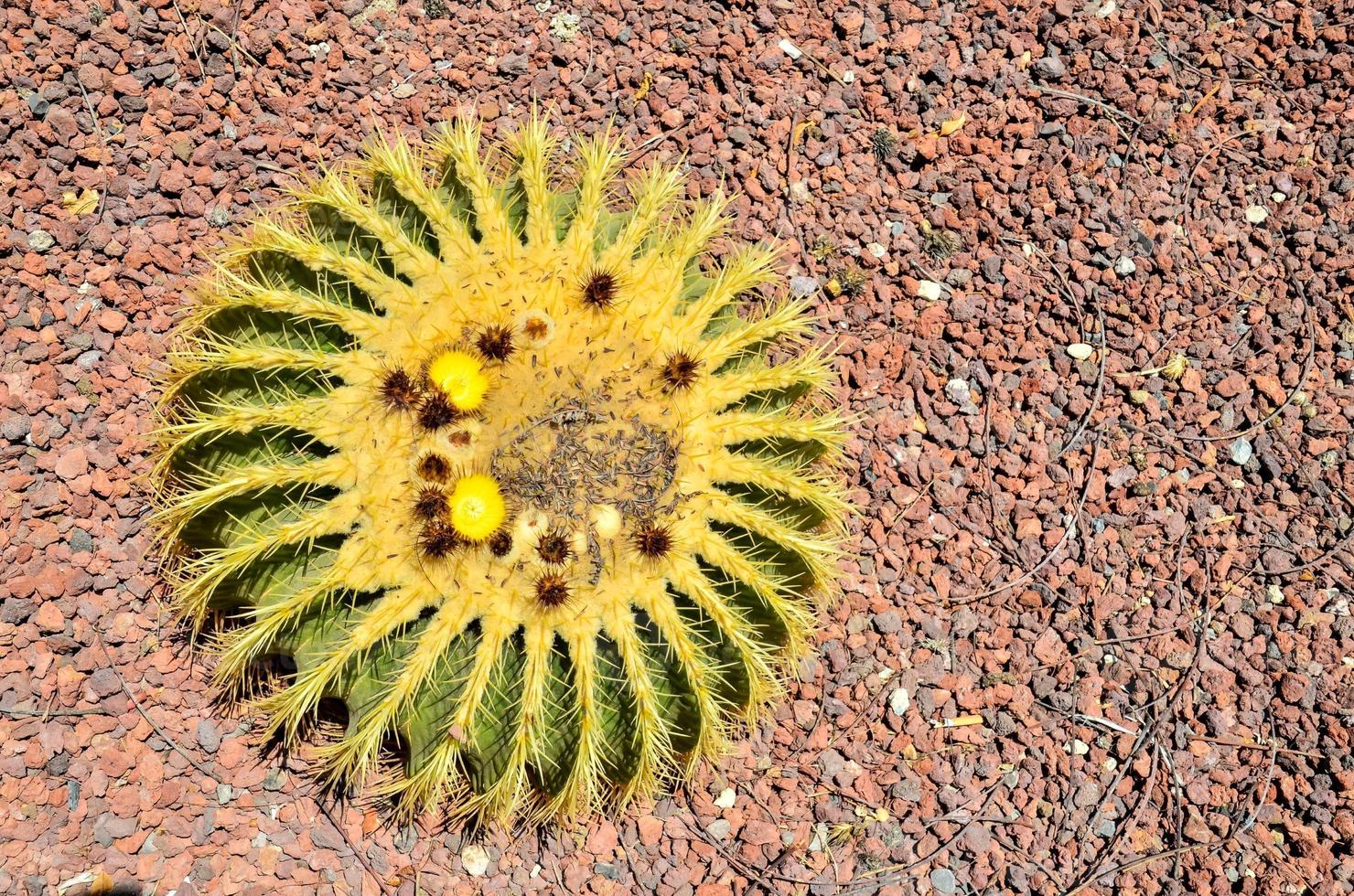 Cactus on the ground photo