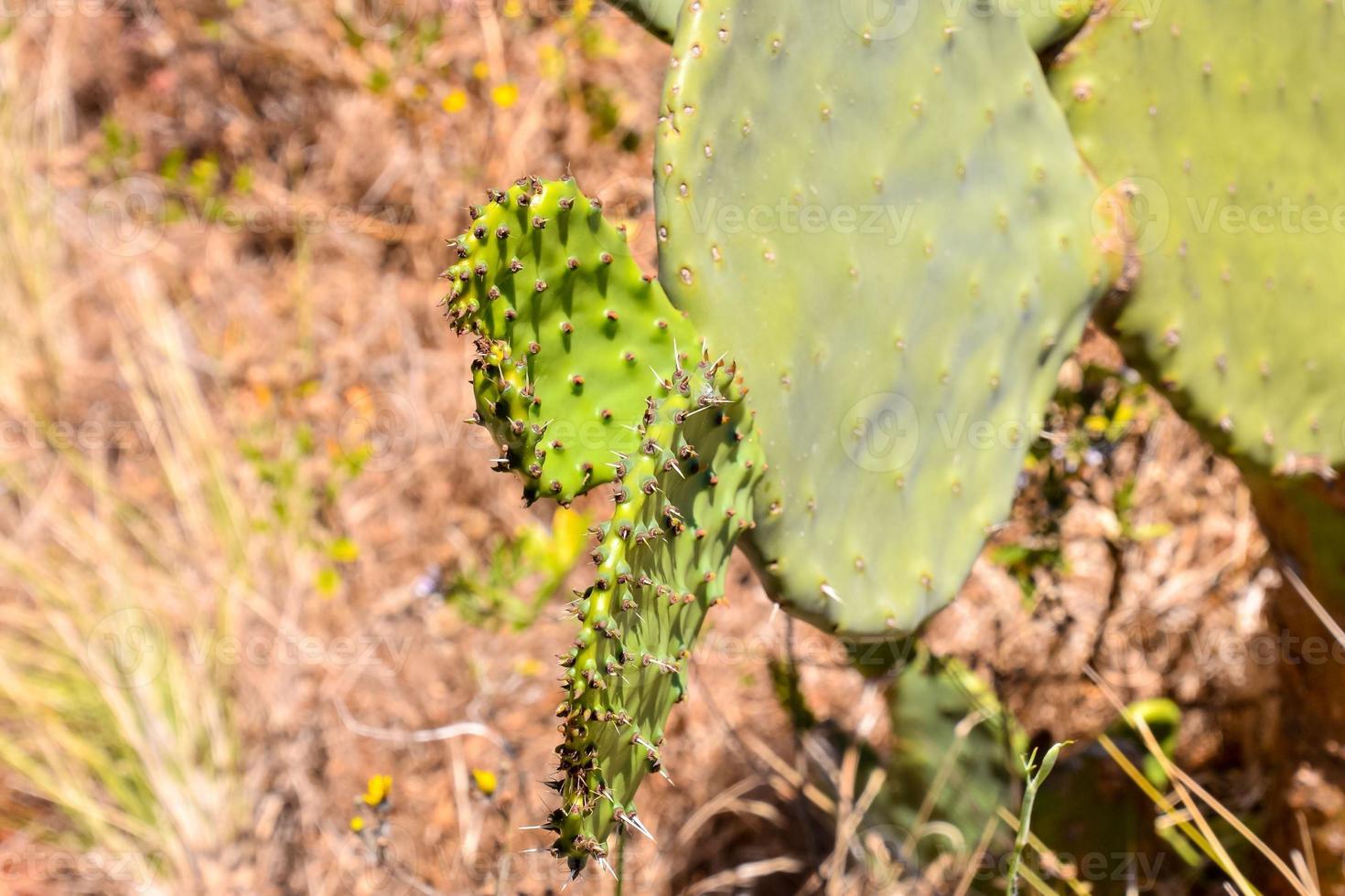 Cactus in the desert photo