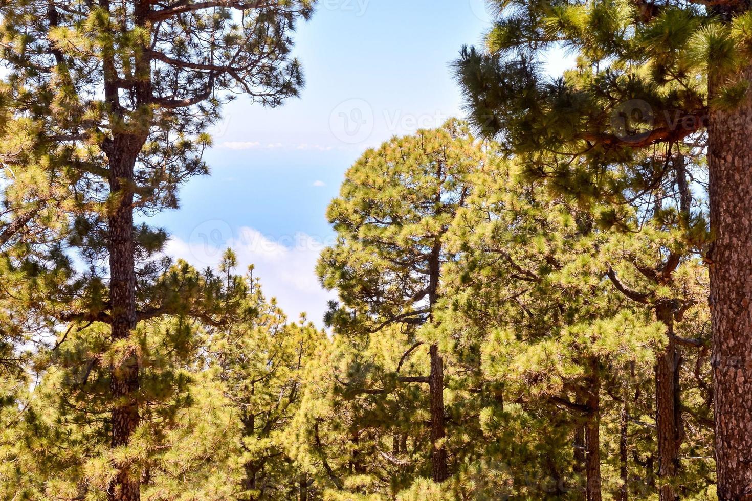 Trees in the forest photo