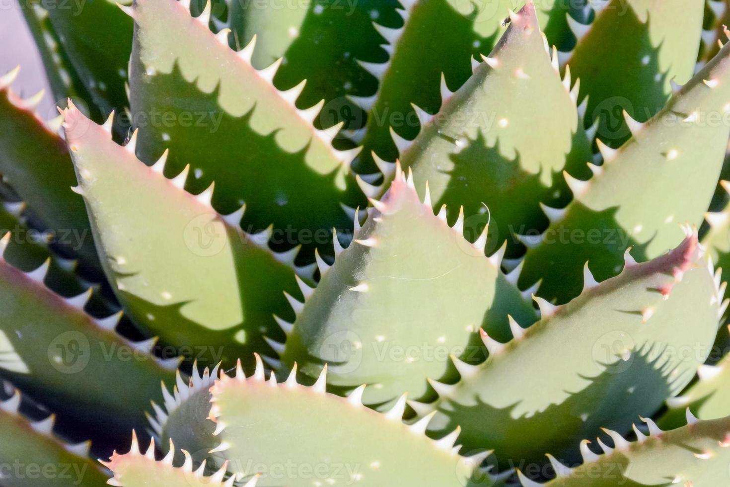Flourishing succulent plant photo