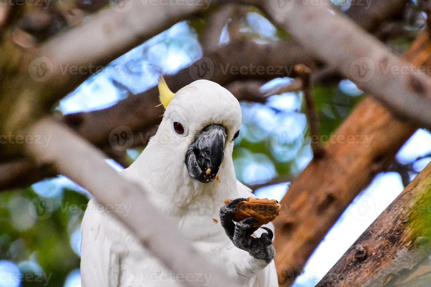Yellow Crested Cockatoo photo