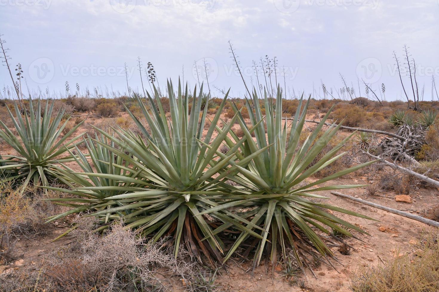 Plants in the desert photo