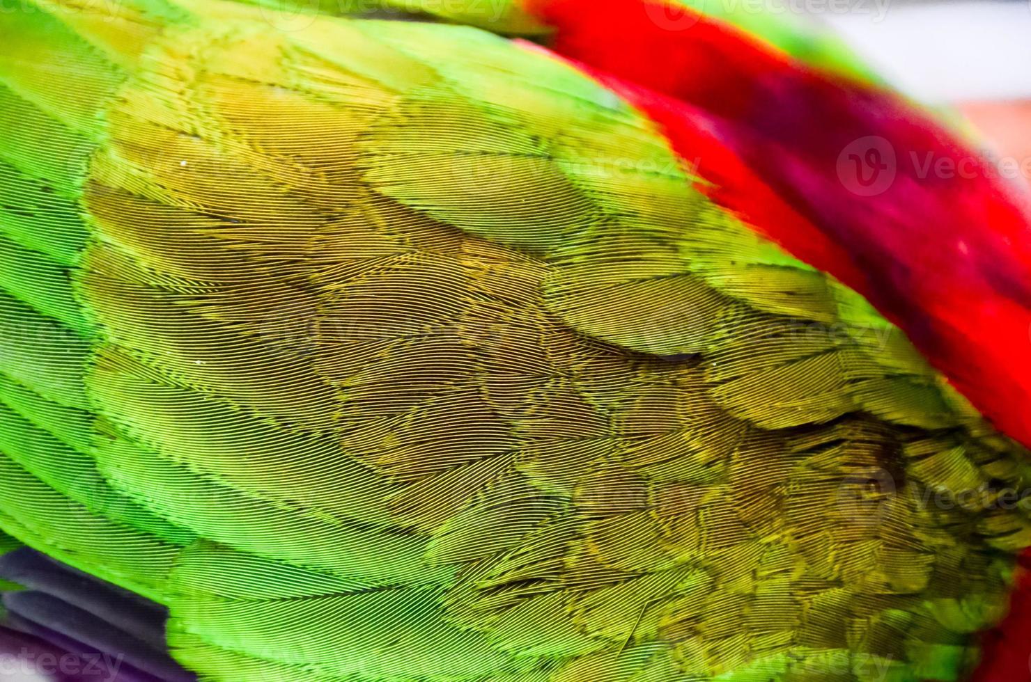Colorful green feathers photo