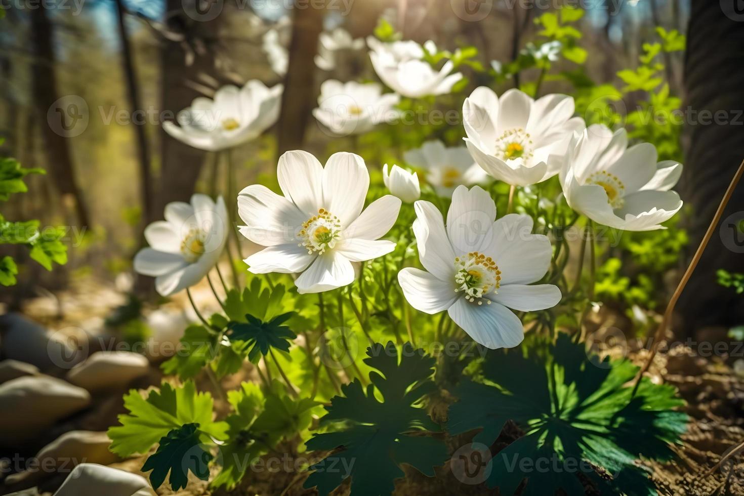 Beautiful white flowers of anemones in spring in a forest close up in sunlight in nature. Spring forest landscape with flowering primroses photo