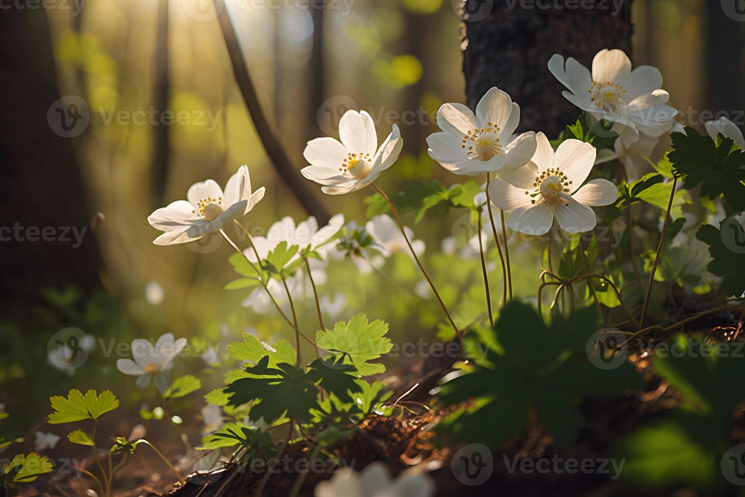 Beautiful white flowers of anemones in spring in a forest close up in sunlight in nature. Spring forest landscape with flowering primroses photo