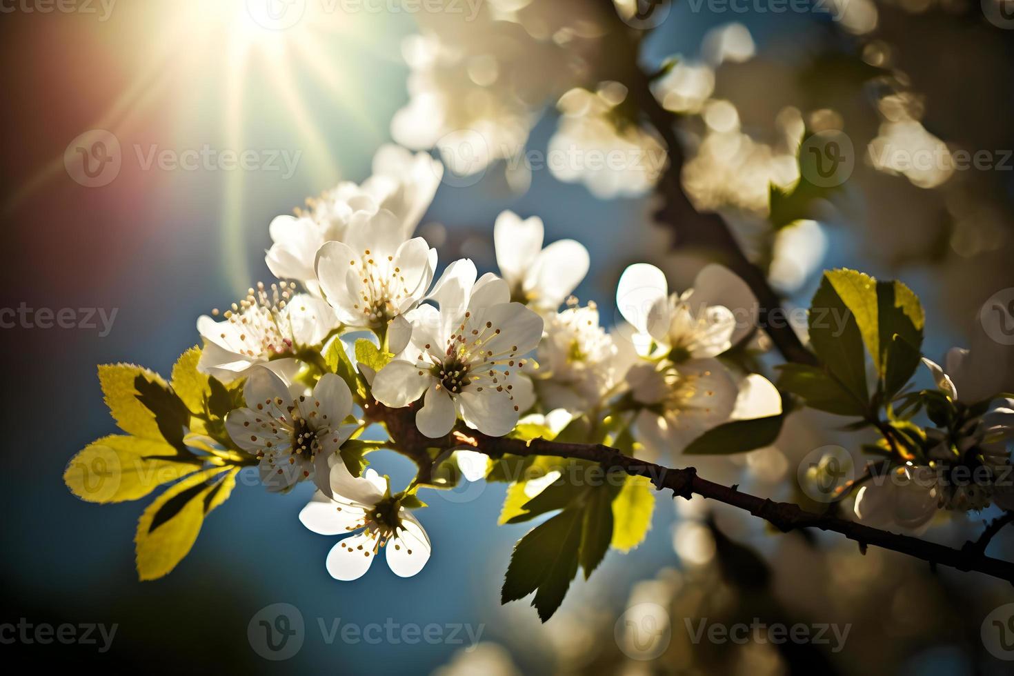 photos Spring Blooming - White Blossoms And Sunlight In The Sky, Photography