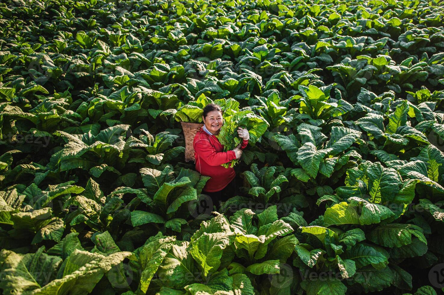 agricultora que trabaja en la agricultura en los campos de tabaco foto