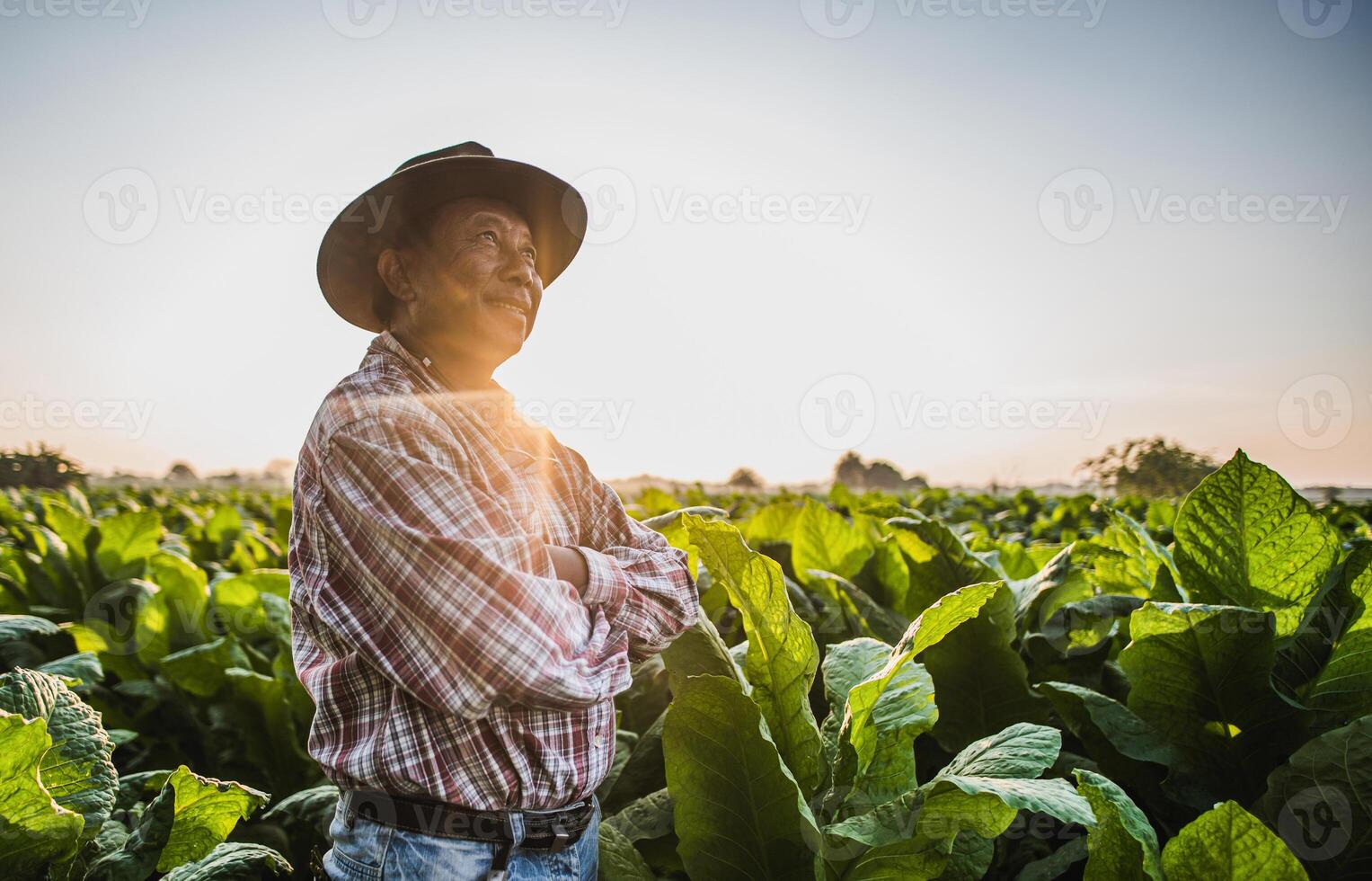 Asian senior male farmer working in tobacco plantation photo