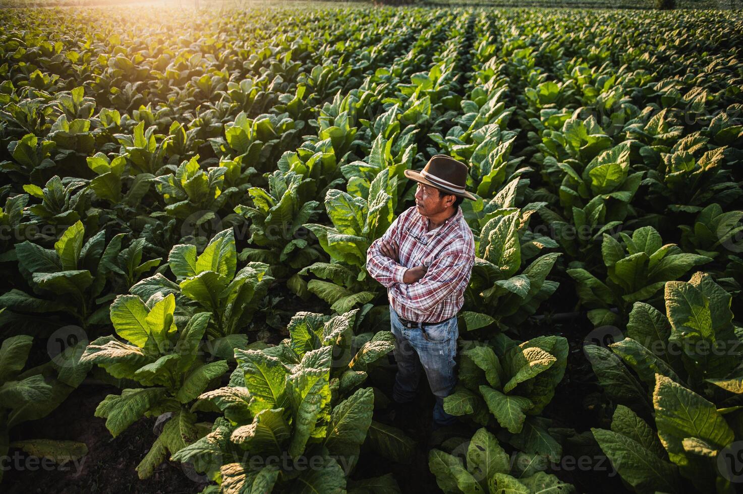 Asian senior male farmer working in tobacco plantation photo