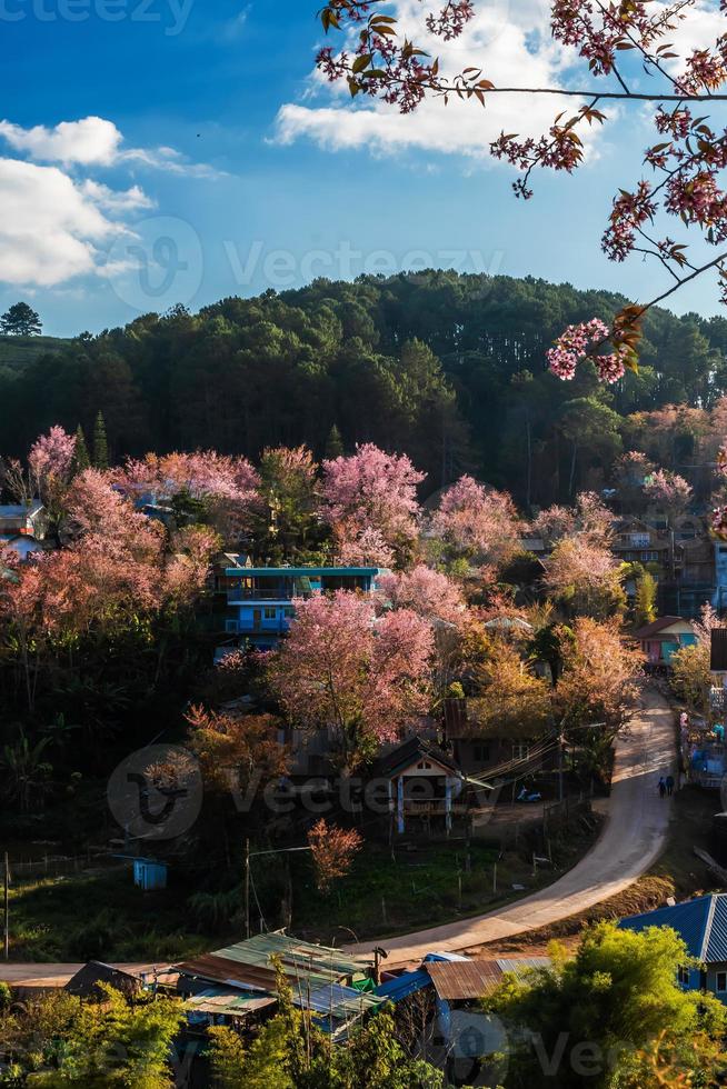 landscape of Beautiful Wild Himalayan Cherry Blooming pink Prunus cerasoides flowers at Phu Lom Lo Loei and Phitsanulok of Thailand photo