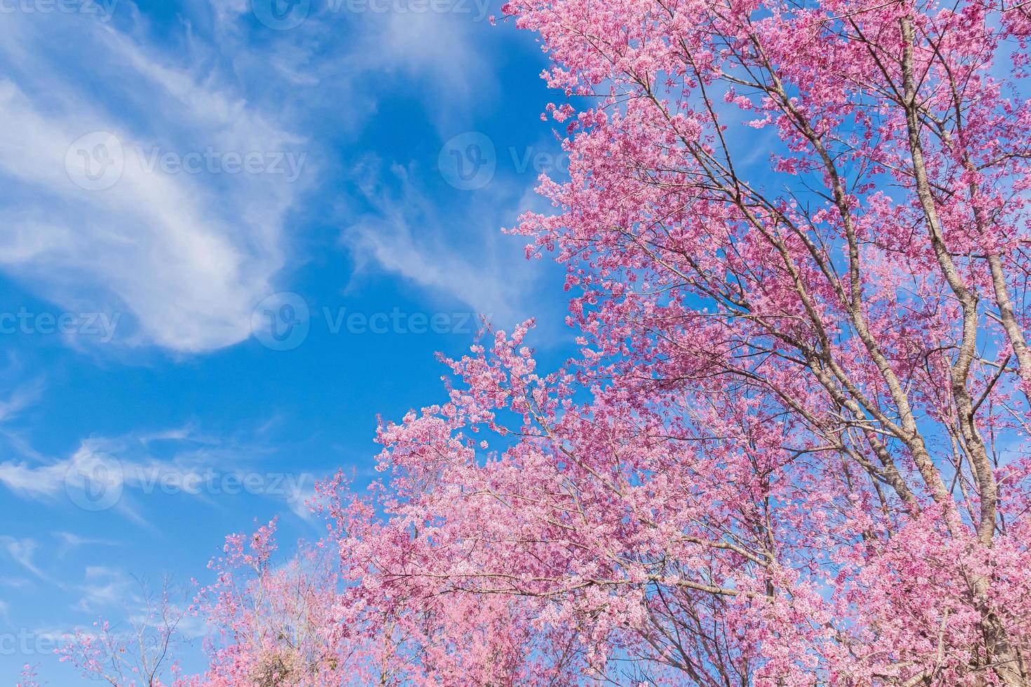 landscape of Beautiful Wild Himalayan Cherry Blooming pink Prunus cerasoides flowers at Phu Lom Lo Loei and Phitsanulok of Thailand photo