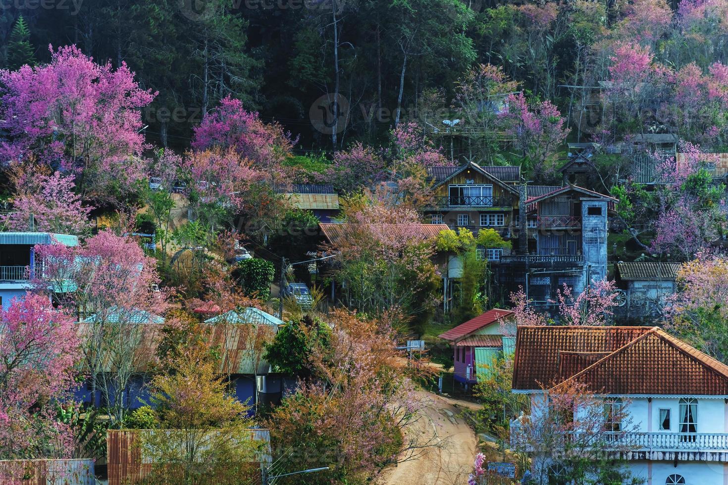 paisaje de hermosa salvaje himalaya Cereza floreciente rosado prunus cerasoides flores a phu lom lo loei y phitsanulok de Tailandia foto