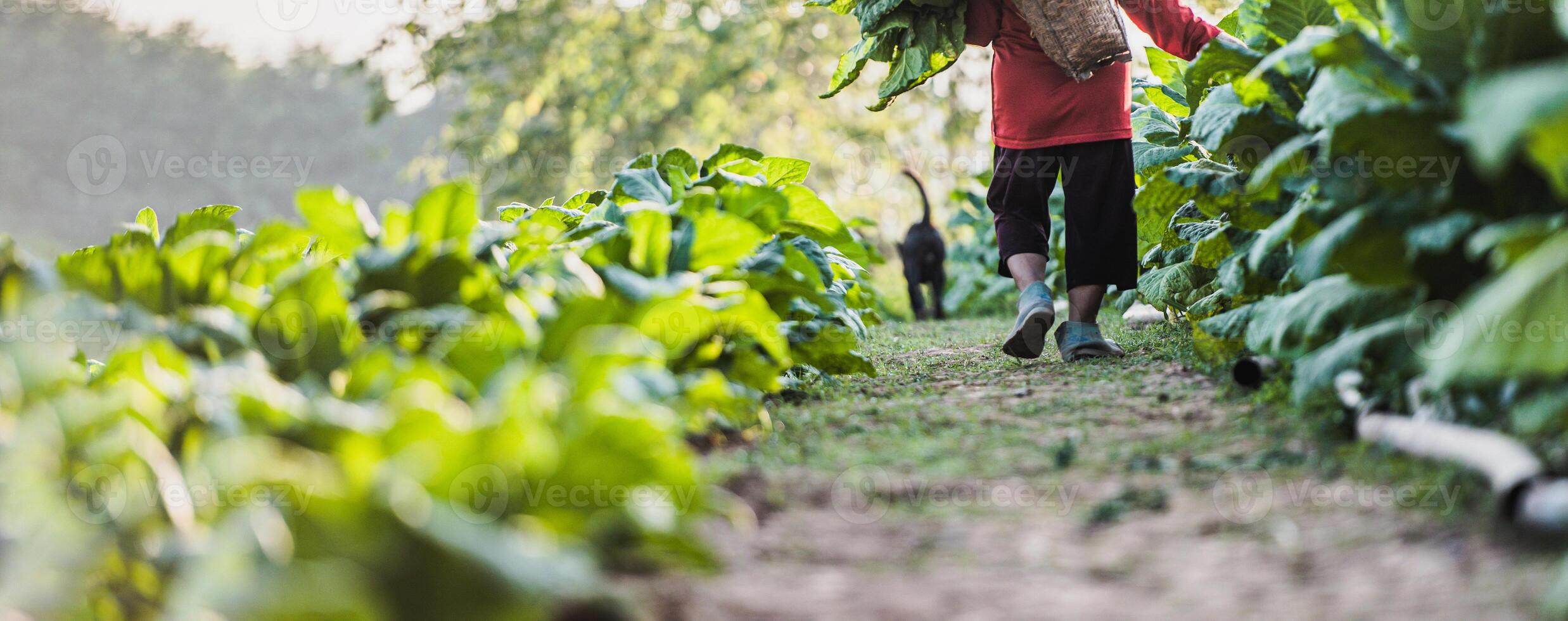 agricultora que trabaja en la agricultura en los campos de tabaco foto