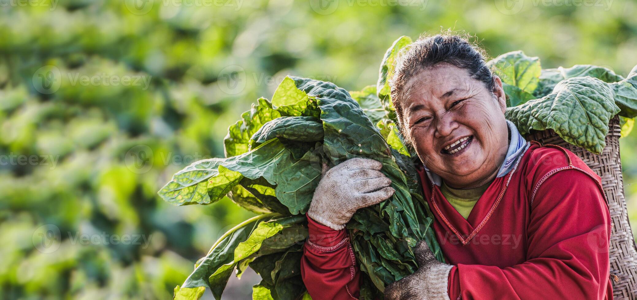 agricultora que trabaja en la agricultura en los campos de tabaco foto