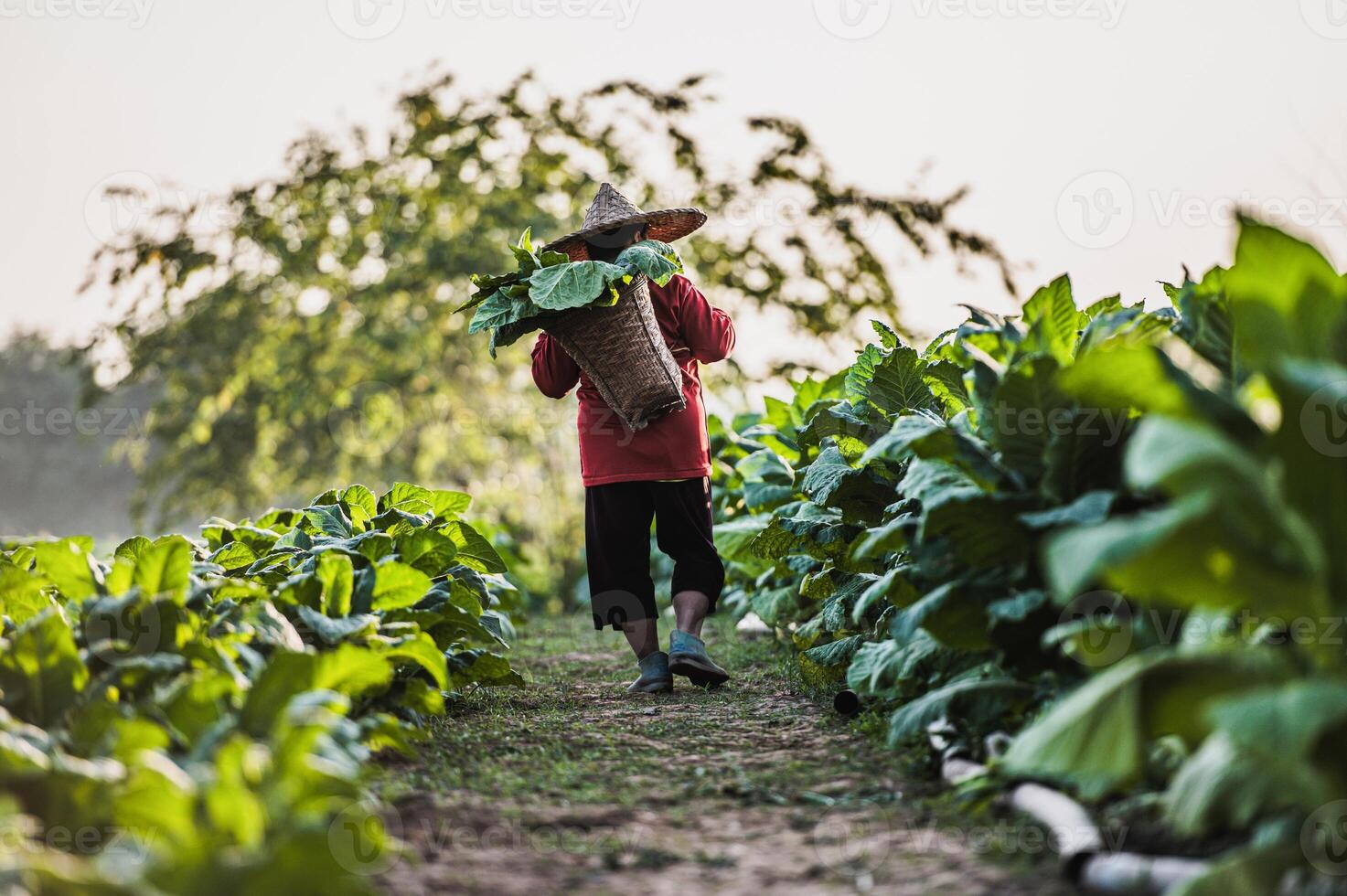 Female Farmer working agriculture in tobacco fields photo