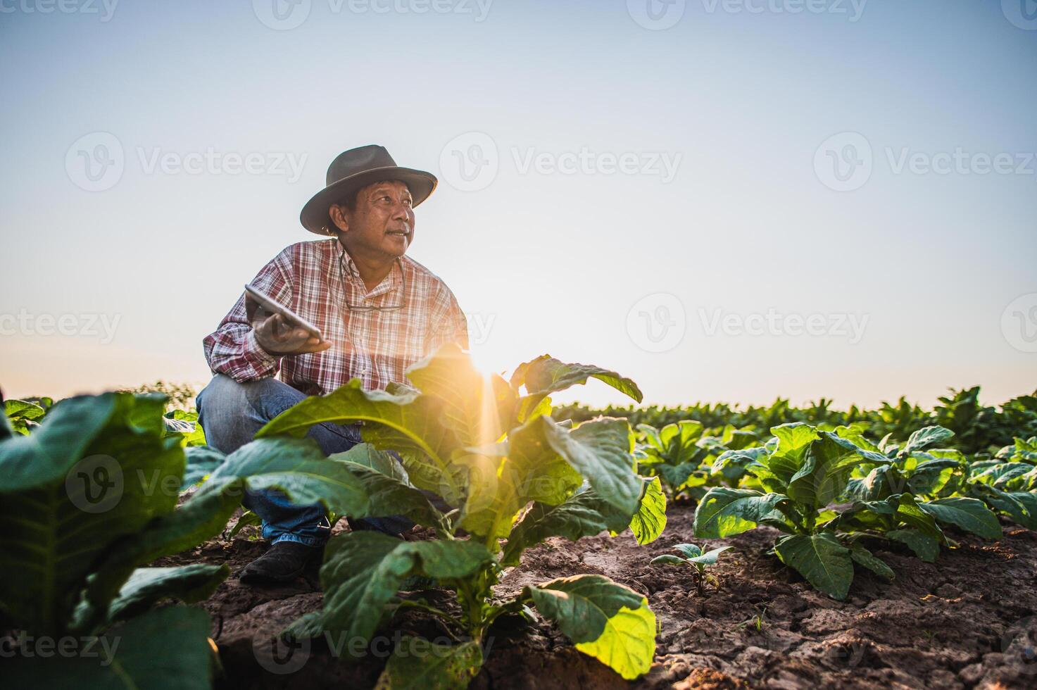 Asian senior male farmer working in tobacco plantation photo