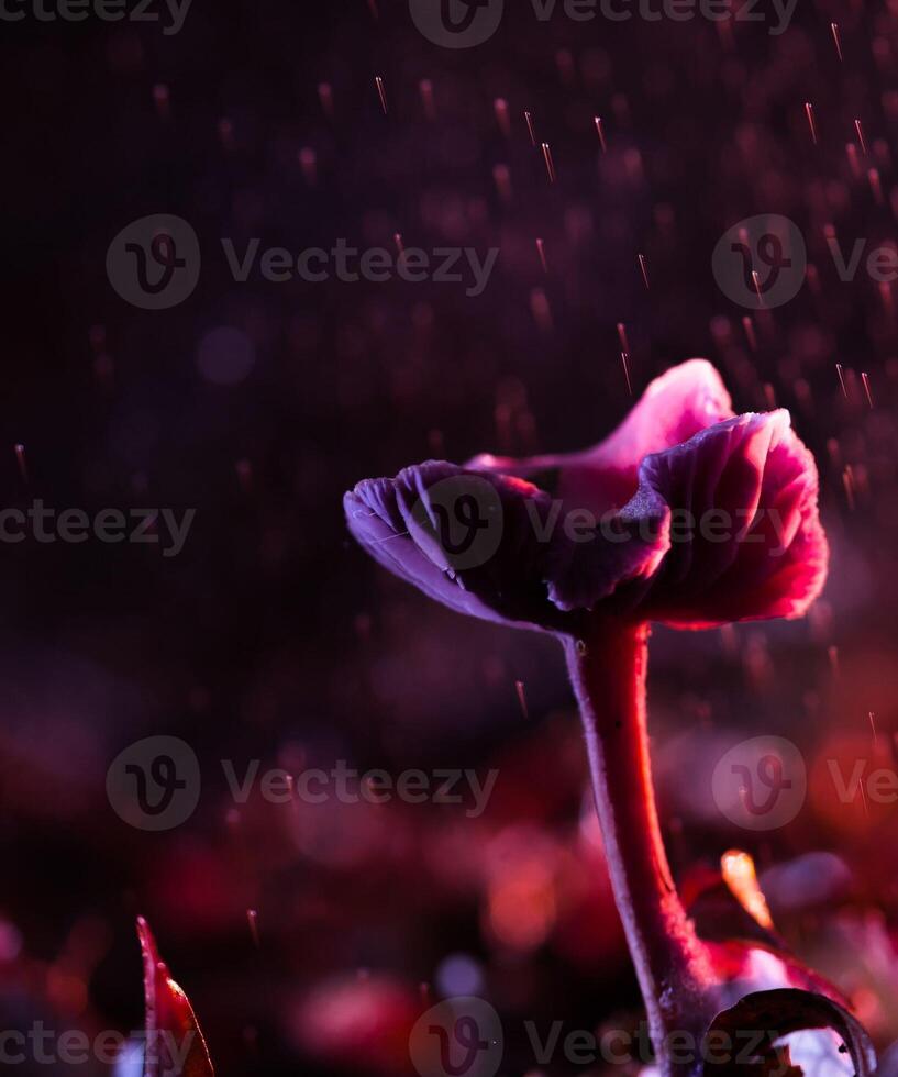 rain-background-rainforest-background-20136958-stock-photo-at-vecteezy