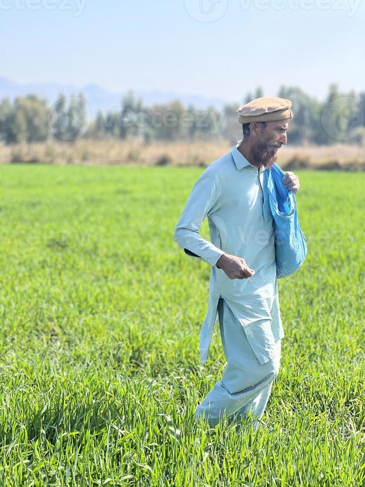 Pakistan farmer spreading fertilizer in the agriculture field photo