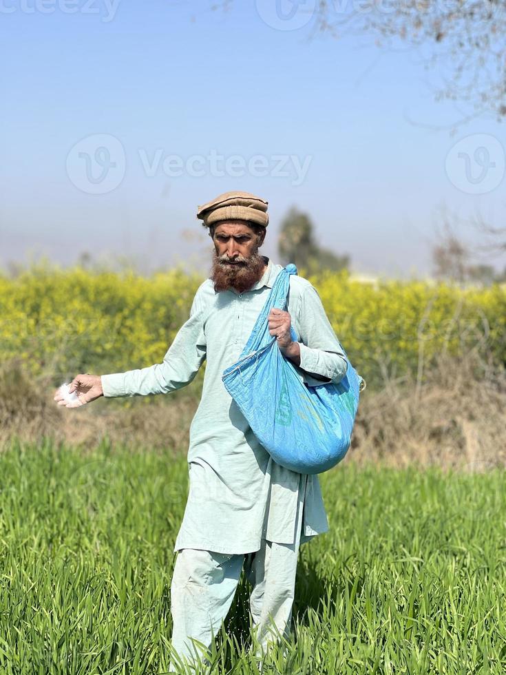 Pakistan farmer spreading fertilizer in the agriculture field photo