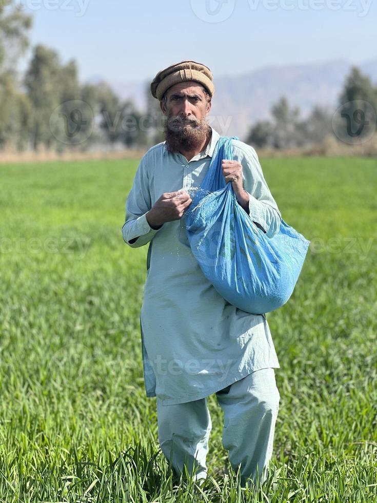 Pakistan farmer spreading fertilizer in the agriculture field photo