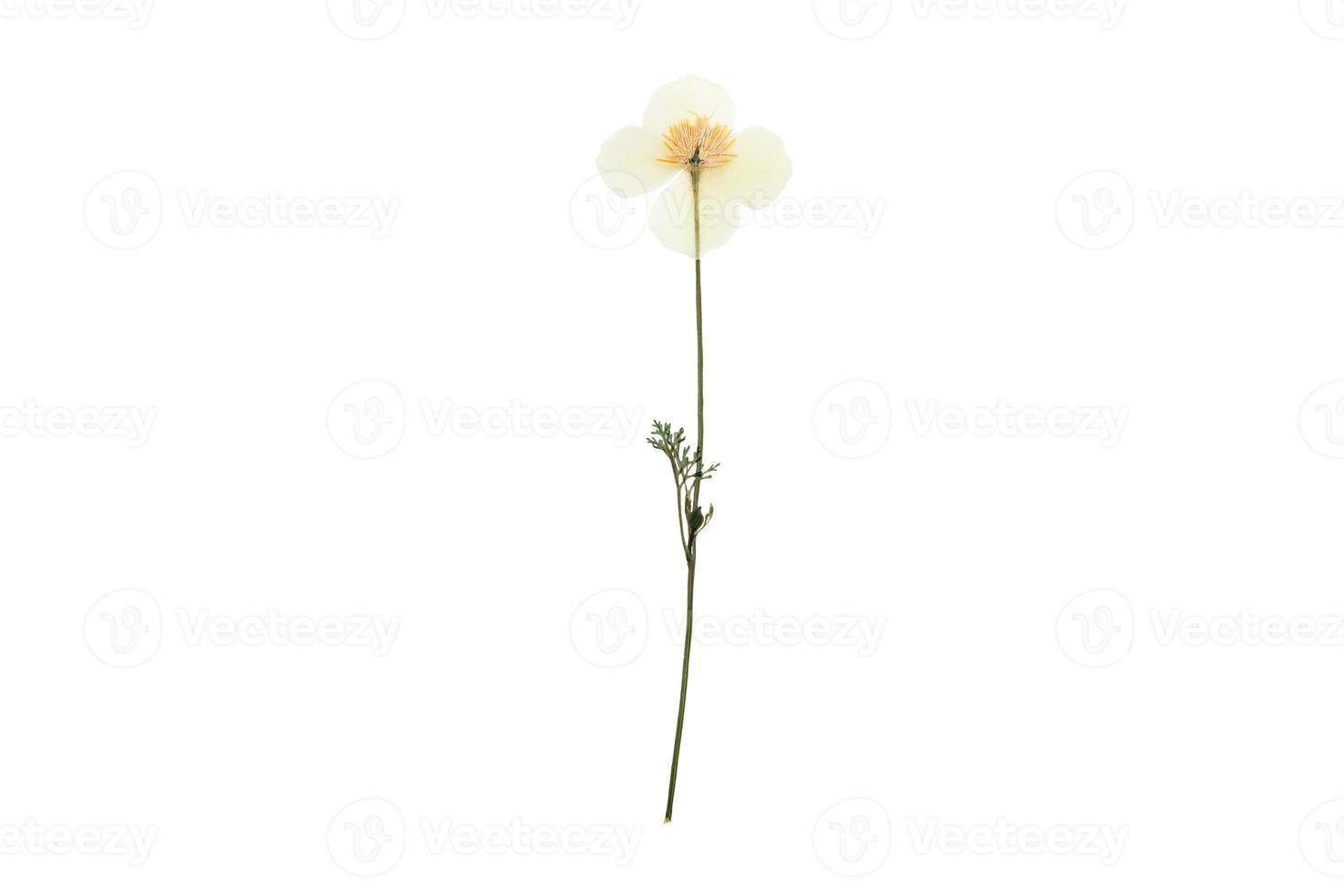 620 White flower isolated on a transparent background photo