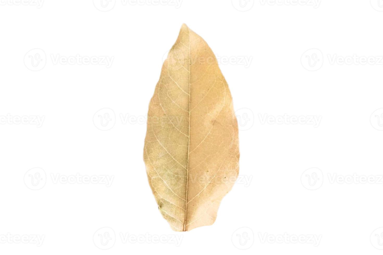 3764 Dried leaves isolated on a transparent background photo