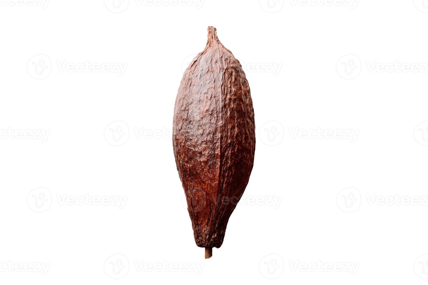 3805 Cocoa fruit isolated on a transparent background photo