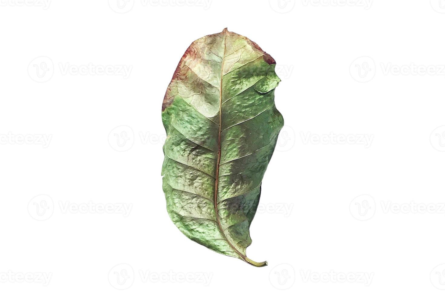 5042 Dried leaf isolated on a transparent background photo