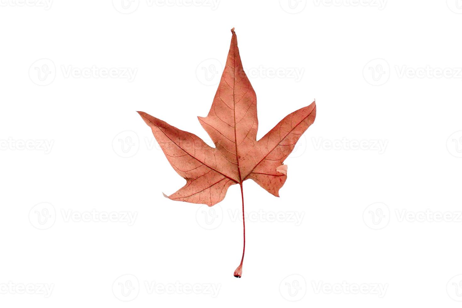 5048 Dried leaf isolated on a transparent background photo