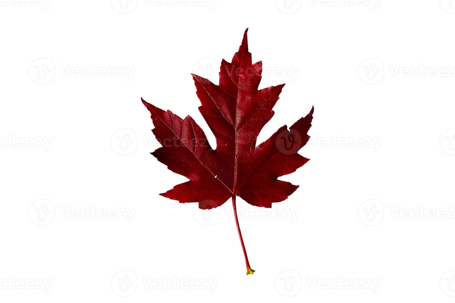 5082 Red leaf isolated on a transparent background photo