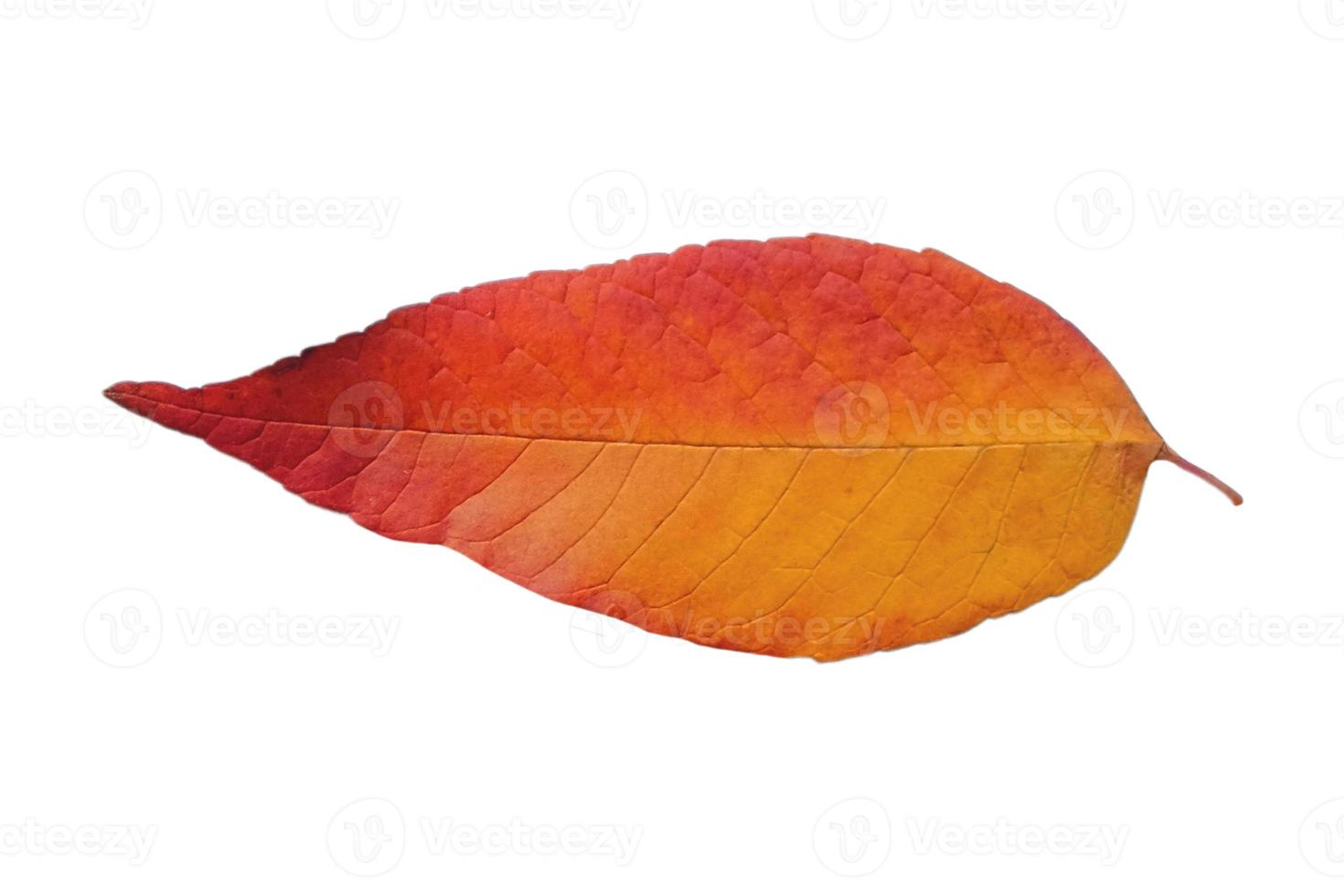5128 Red leaf isolated on a transparent background photo