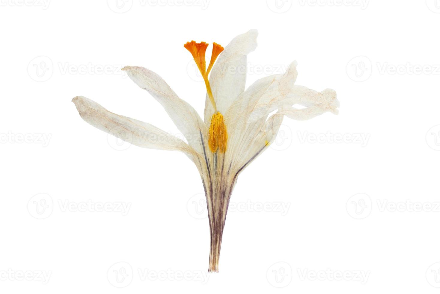 893 White flower isolated on a transparent background photo