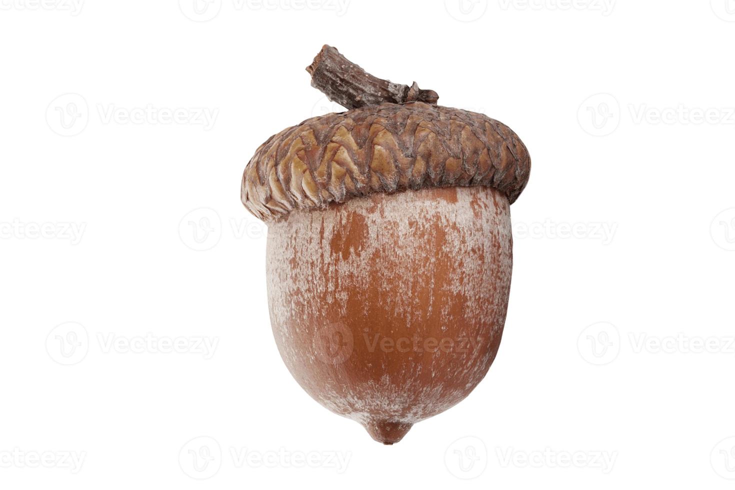 1281 Brown acorn isolated on a transparent background photo