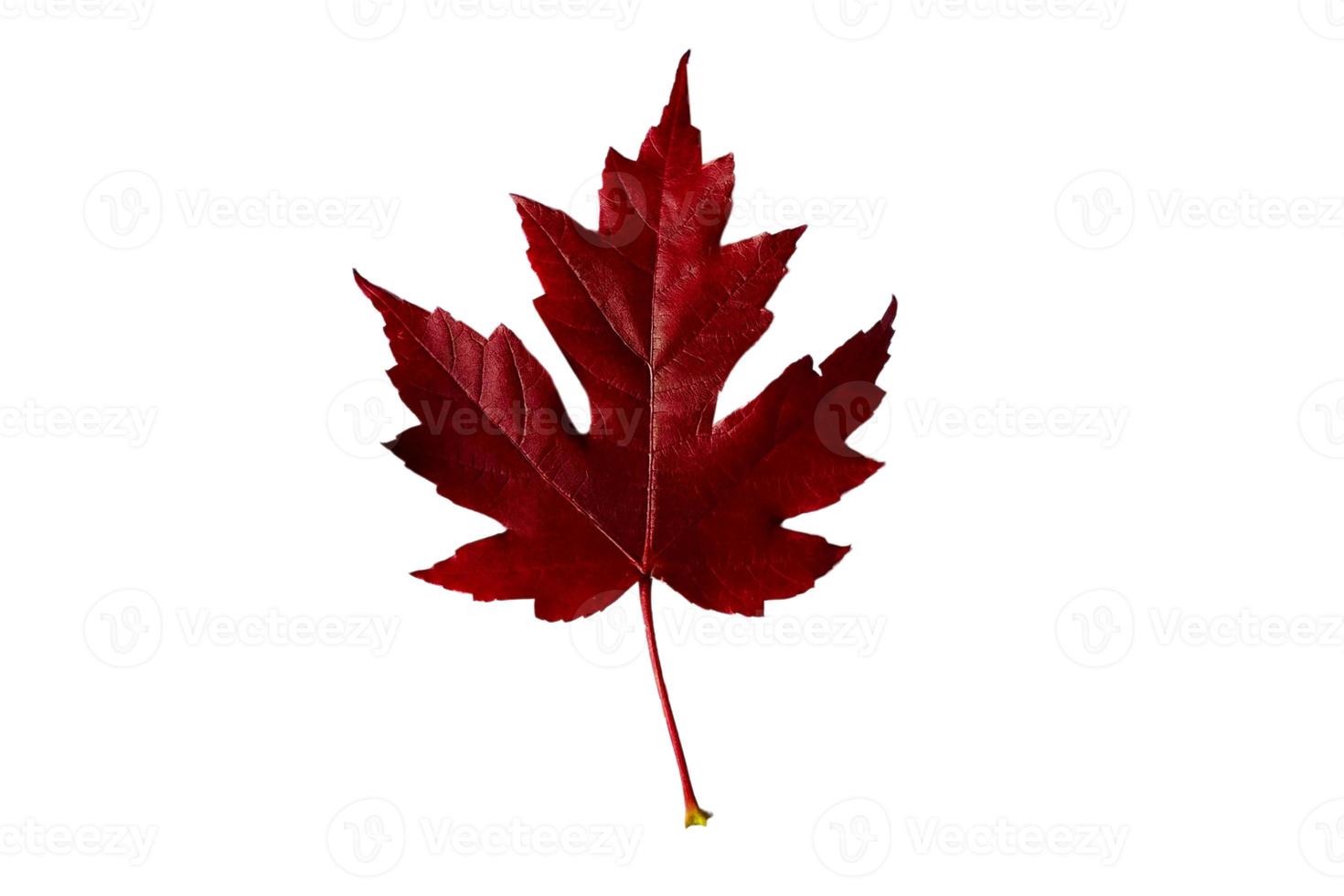 875 Red leaf tree isolated on a transparent background photo