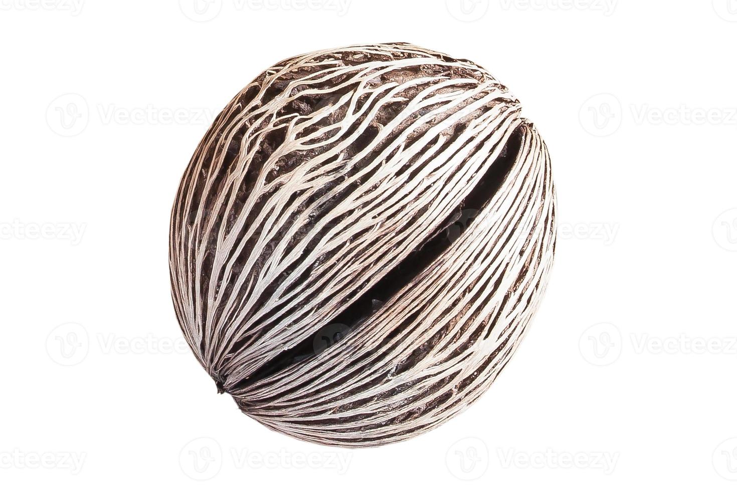 1284 Beige dried plant isolated on a transparent background photo