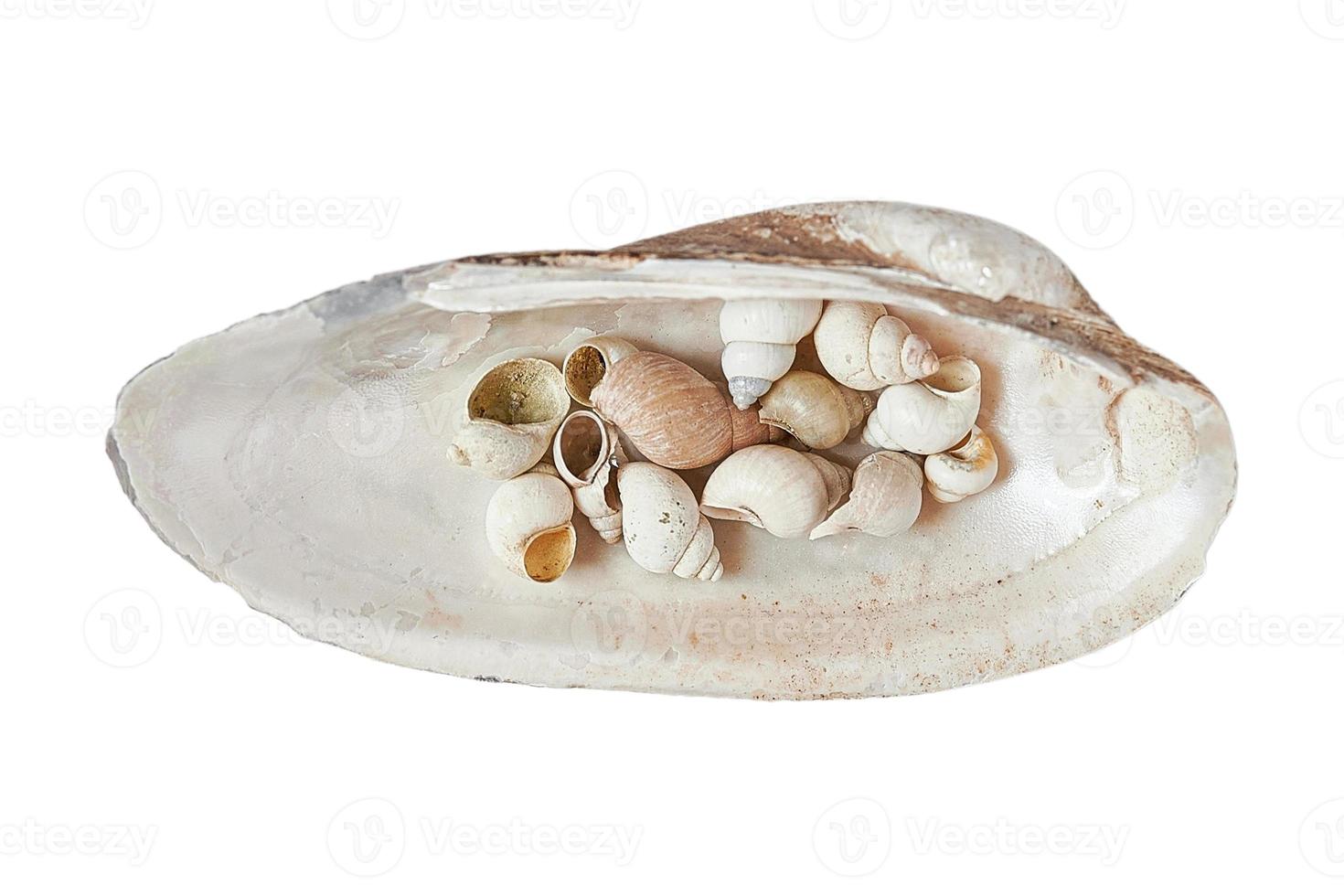 1809 Beige decor shells isolated on a transparent background photo