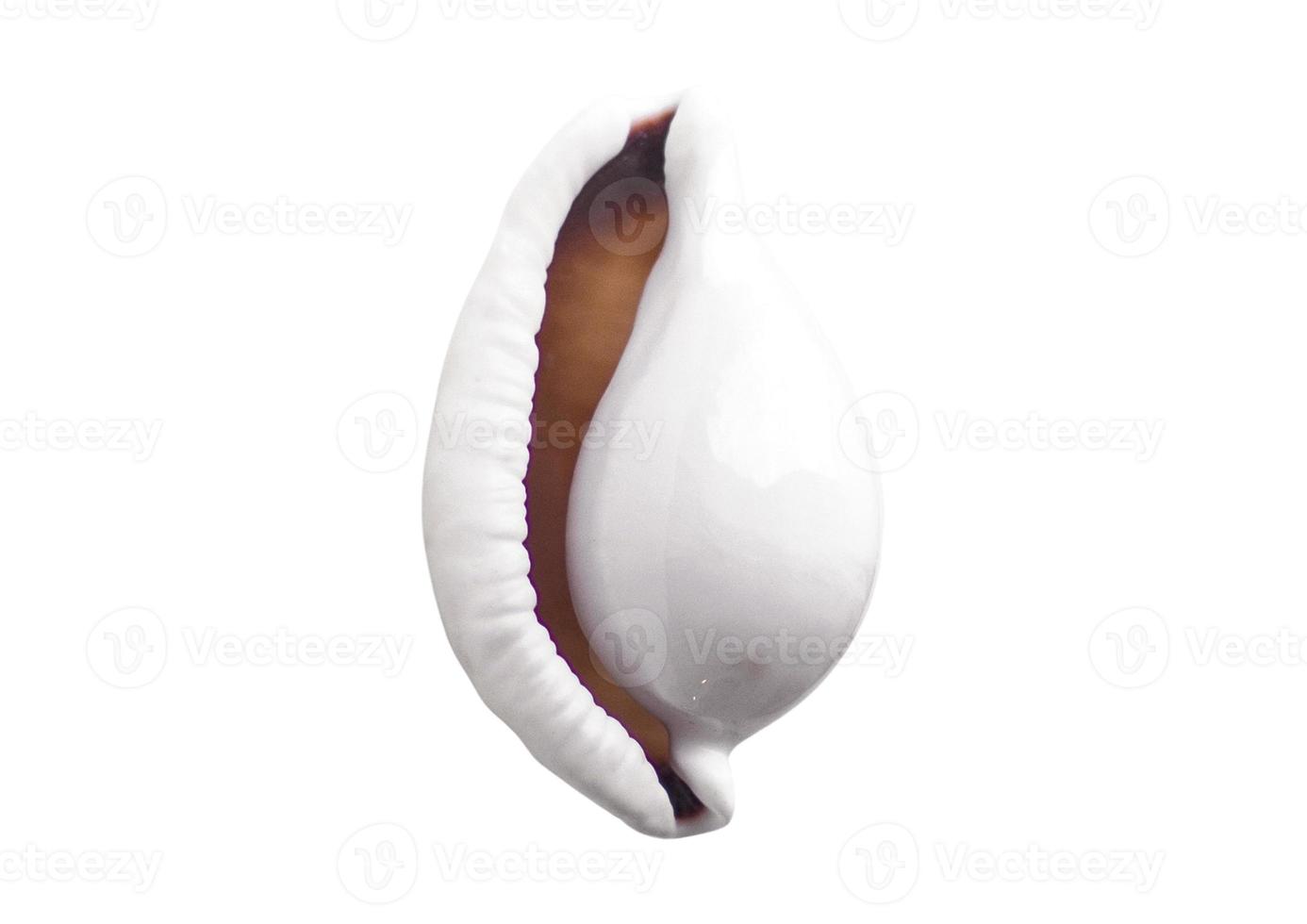 2388 Seashell decoration isolated on a transparent background photo