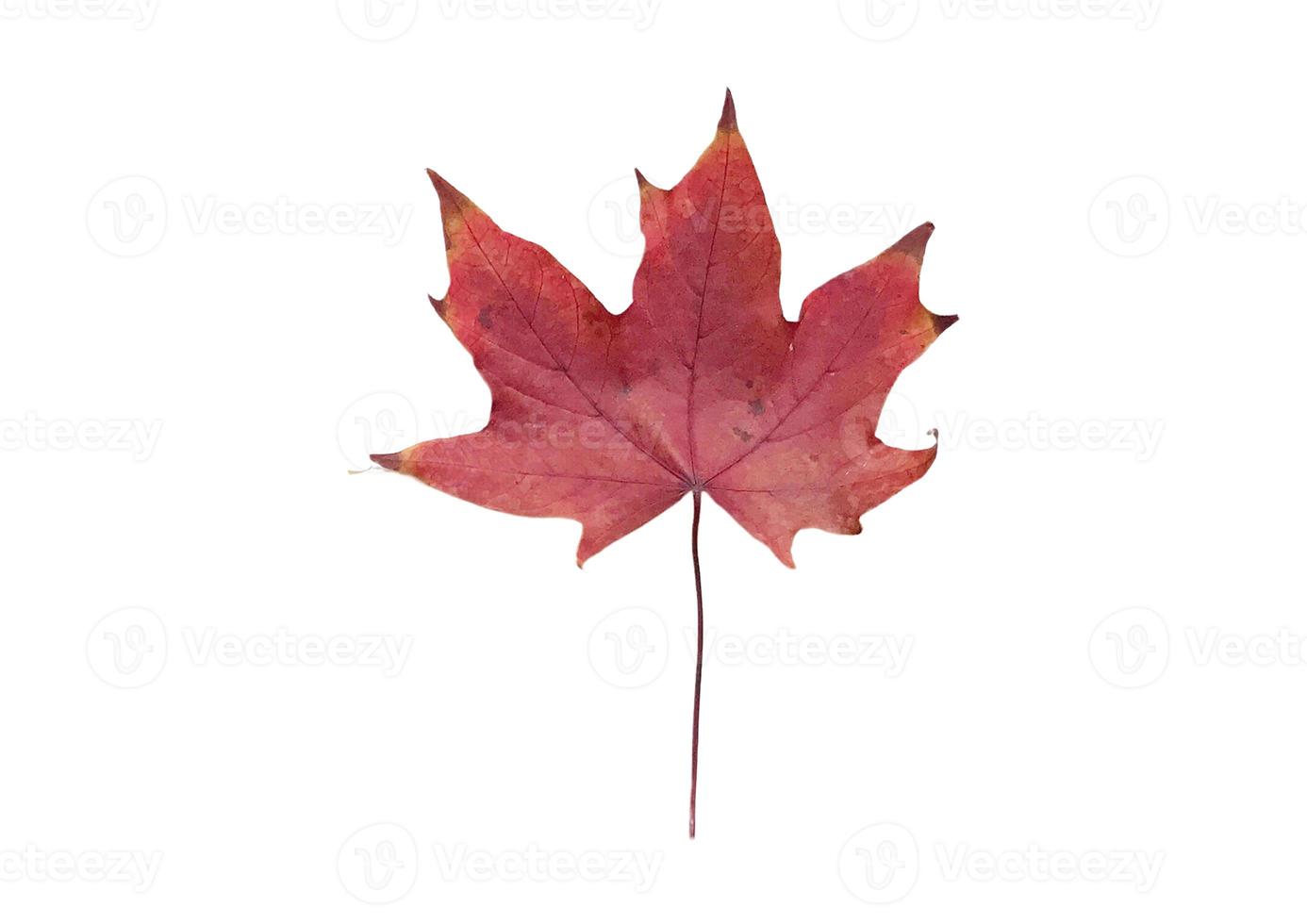 2849 Dried leaf isolated on a transparent background photo