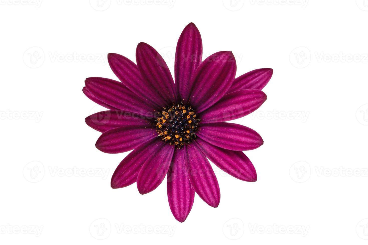 1072 Red flower isolated on a transparent background photo