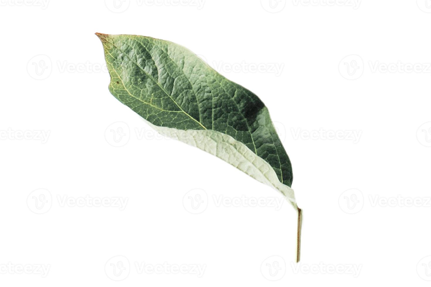 3811 Green leaves isolated on a transparent background photo