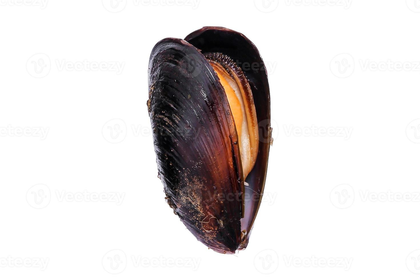 3832 Oysters isolated on a transparent background photo